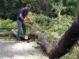 Reliable Chester Heights, PA Tree Care Solutions