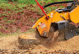 Best Tree Removal  in Chester Heights, PA
