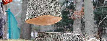 Best Tree Preservation Services  in Chester Heights, PA