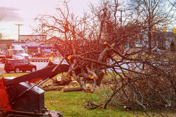 Best Tree Mulching  in Chester Heights, PA