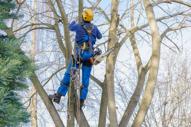 Best Tree Risk Assessment  in Chester Heights, PA
