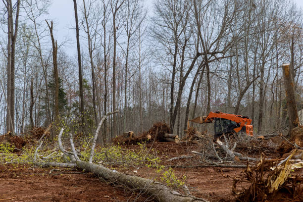 Best Emergency Tree Removal  in Chester Heights, PA