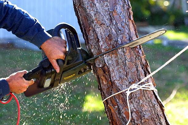 Best Stump Grinding and Removal  in Chester Heights, PA