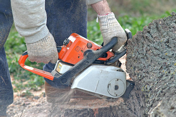 Best Grass Overseeding  in Chester Heights, PA