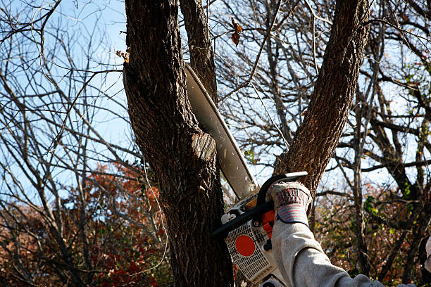 Best Tree Disease Treatment  in Chester Heights, PA