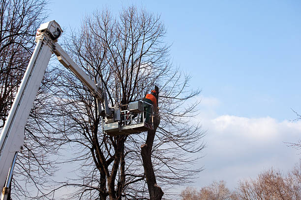 Best Tree Cabling and Bracing  in Chester Heights, PA