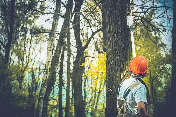 Best Hazardous Tree Removal  in Chester Heights, PA