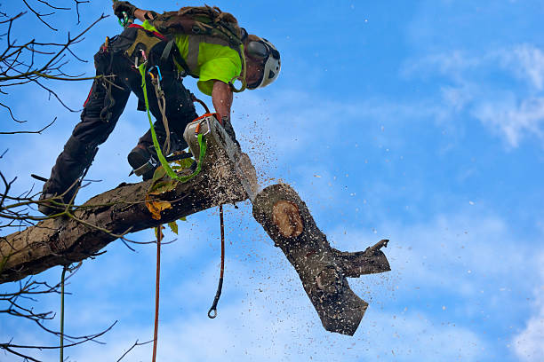 Best Commercial Tree Services  in Chester Heights, PA