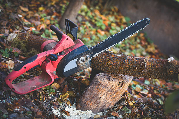  Chester Heights, PA Tree Care Pros
