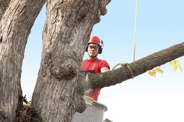 Best Palm Tree Trimming  in Chester Heights, PA